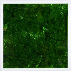 SeanAndersonournaturalworldgreen2013